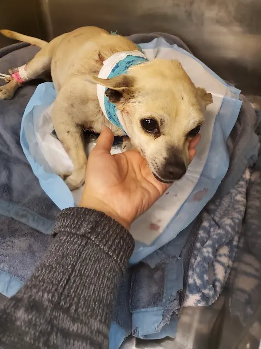 AV Veterinary Center 4