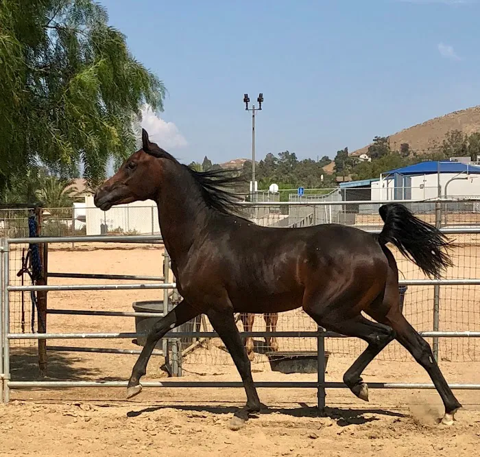 AV Veterinary Center 1
