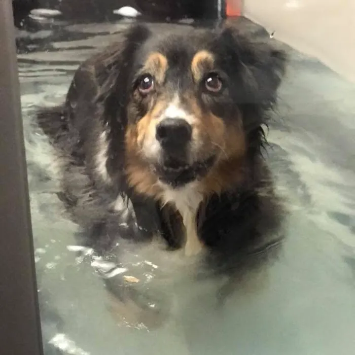 Zen Den Animal Wellness & Rehabilitation 6
