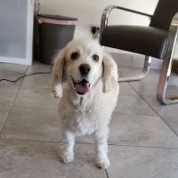 Zen Den Animal Wellness & Rehabilitation ico