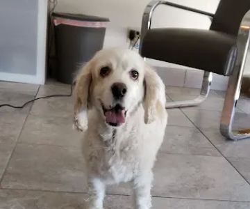 Zen Den Animal Wellness & Rehabilitation