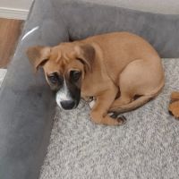 Quartz Hill Veterinary ico