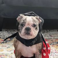 911 Vet Care ico