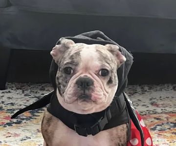 911 Vet Care