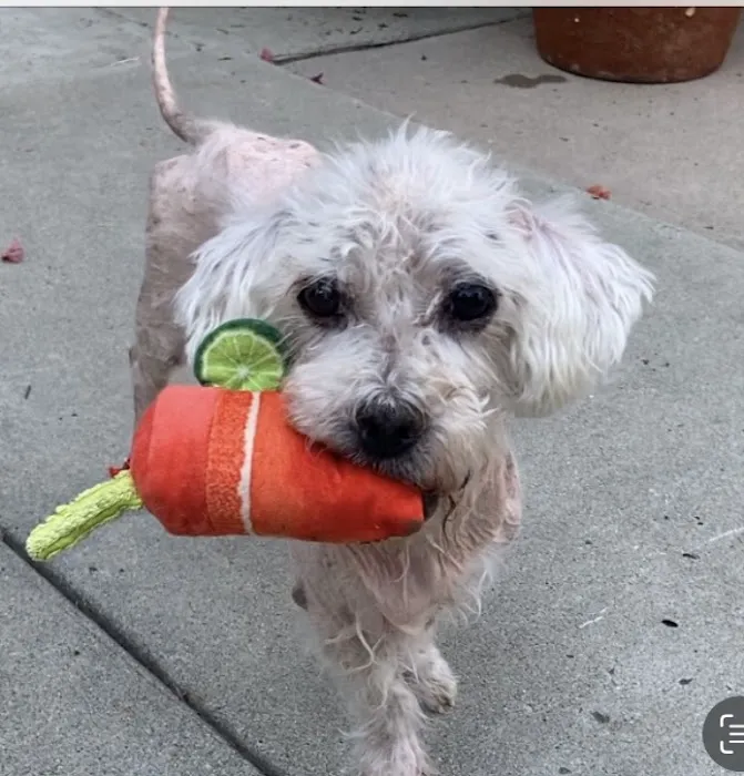 Oaks Veterinary Urgent Care 4