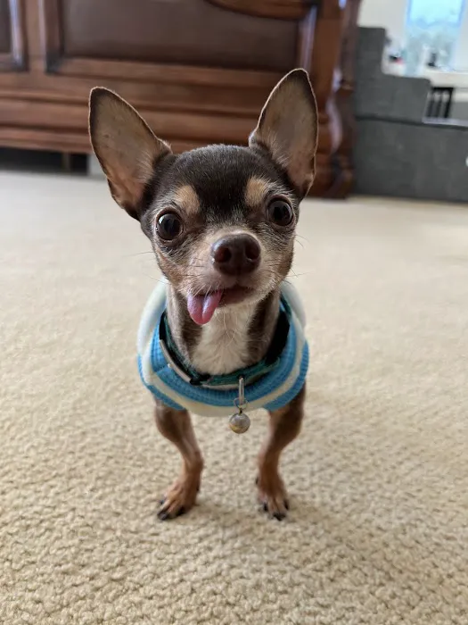 Oaks Veterinary Urgent Care 8