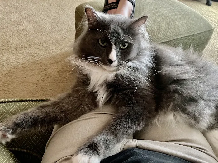 Oaks Veterinary Urgent Care 10