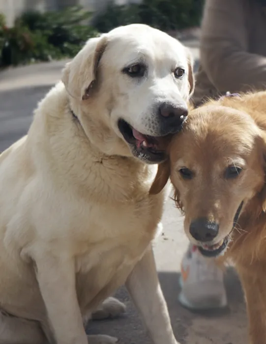Agoura Hills Animal Hospital 10