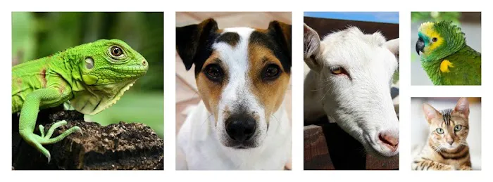Ohana Pet Hospital of Agoura Hills 8