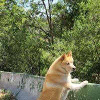 Animal Clinic of Topanga ico