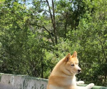 Animal Clinic of Topanga