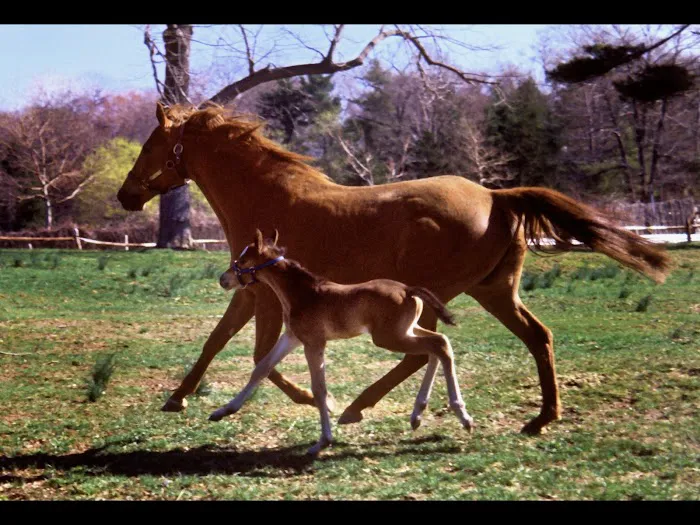 Holistic Veterinary Healthcare 9