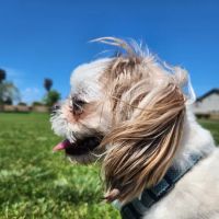 Banfield Pet Hospital ico