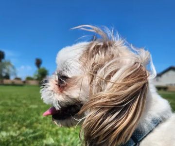 Banfield Pet Hospital