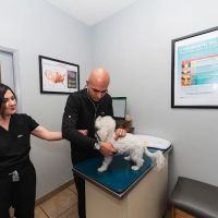 Townsgate Pet Hospital ico