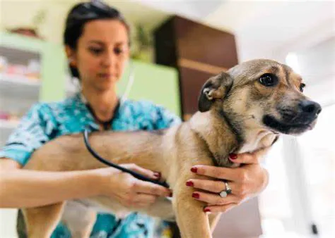 After Surgery Pet Recovery 2