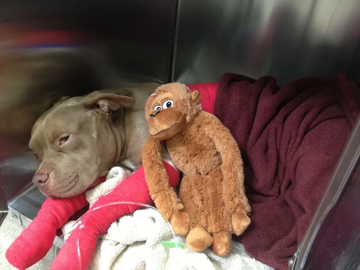 Slaton Veterinary Hospital 1