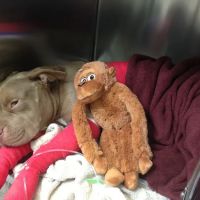 Slaton Veterinary Hospital ico