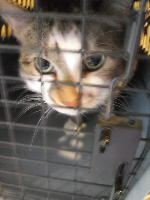VCA Adams Animal Hospital 2