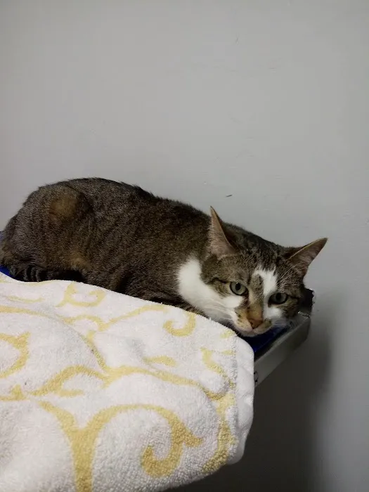 VCA Adams Animal Hospital 1