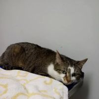 VCA Adams Animal Hospital ico
