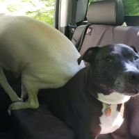 Adams Animal Hospital: Bergantino Robert DVM ico