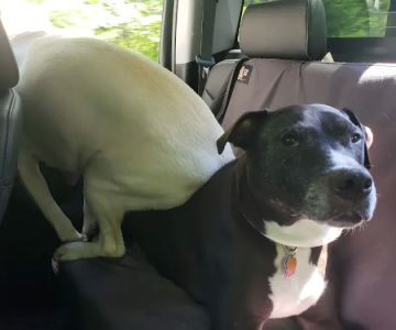 Adams Animal Hospital: Bergantino Robert DVM