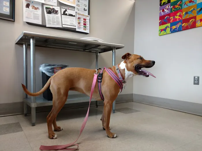 Tufts at Tech Community Veterinary Clinic 1