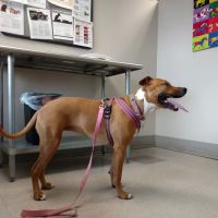 Tufts at Tech Community Veterinary Clinic ico
