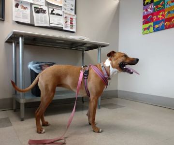 Tufts at Tech Community Veterinary Clinic