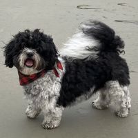 Vetco Vaccination Clinic ico