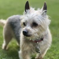 Vetco Total Care Animal Hospital ico