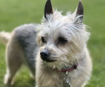 Vetco Total Care Animal Hospital
