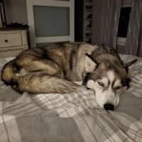 Milbury Animal Clinic ico