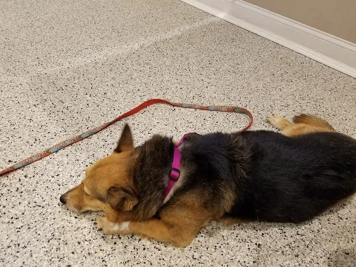 Riverlin Animal Hospital, LLC 7