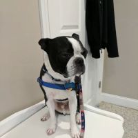 Riverlin Animal Hospital, LLC ico