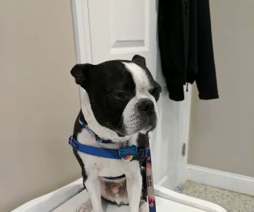 Riverlin Animal Hospital, LLC
