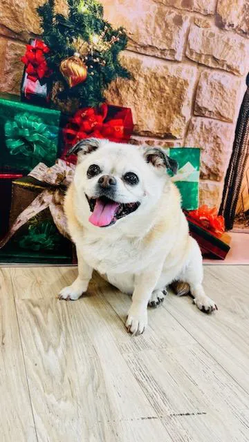 VCA Sterling Animal Hospital 1