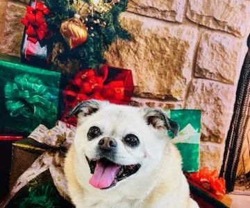 VCA Sterling Animal Hospital