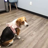 Tender Heart Vet Care PC ico