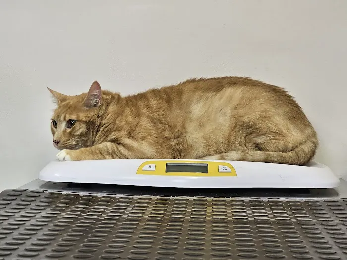 Tender Heart Vet Care PC 3
