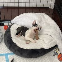 Gardner Animal Care Center ico