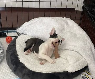 Gardner Animal Care Center