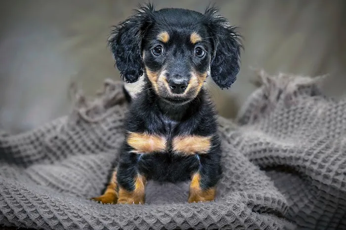 Gardner Animal Care Center 2