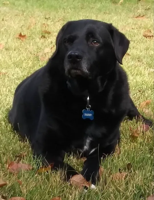 Wachusett Animal Hospital and Pet Retreat 8