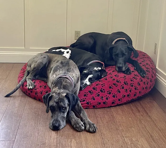 Wachusett Animal Hospital and Pet Retreat 9