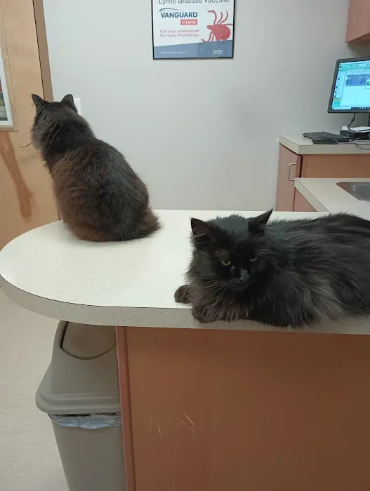 Wachusett Animal Hospital and Pet Retreat 4