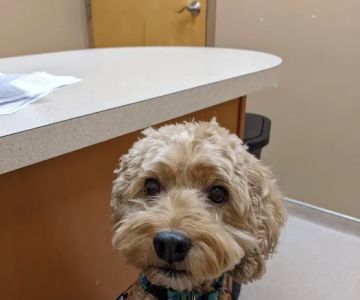 Wachusett Animal Hospital and Pet Retreat