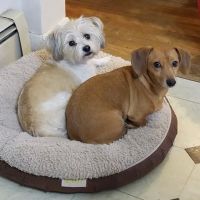 Monty Tech Veterinary Clinic ico