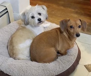 Monty Tech Veterinary Clinic